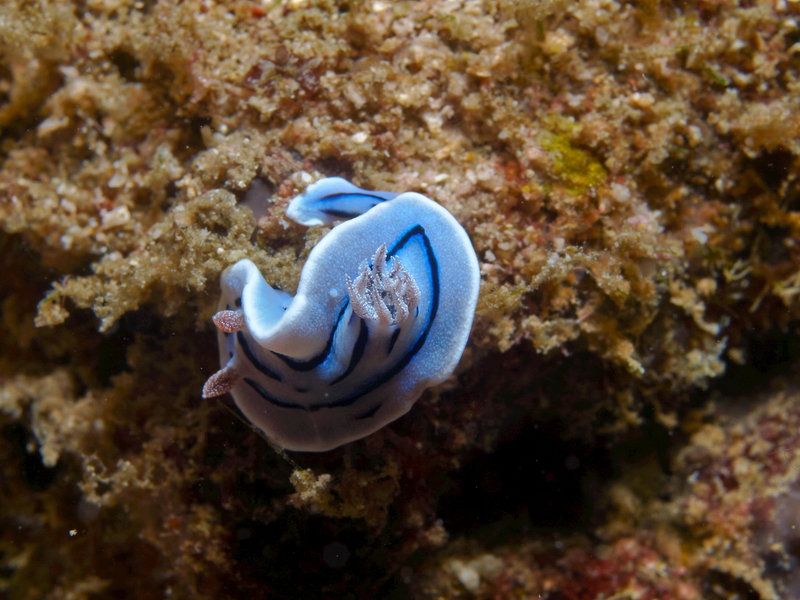 Nudibranch, Escarceo